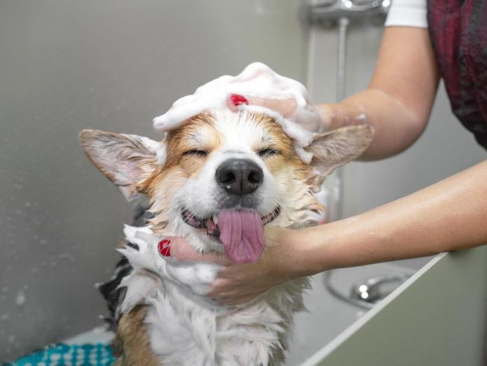 profitable-medium-size-dog-grooming-business-sutherland-shire-3
