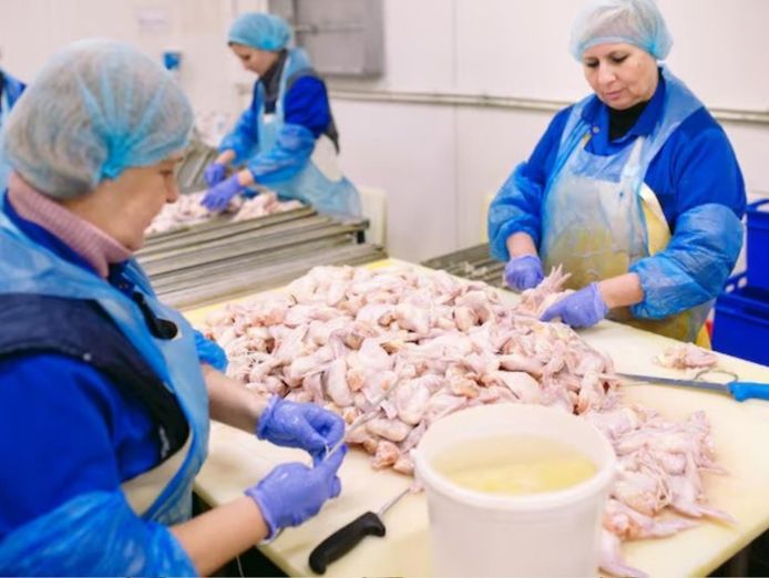 exceptional-poultry-amp-meat-processing-amp-distribution-business-0