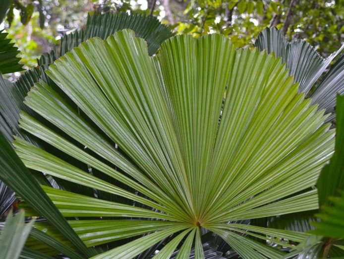 exotic-wholesale-nursery-freehold-land-sunshine-coast-2m-sales-402k-pro-0