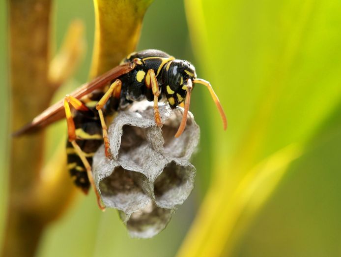 bespoke-pest-control-business-victorian-high-country-north-east-victoria-1