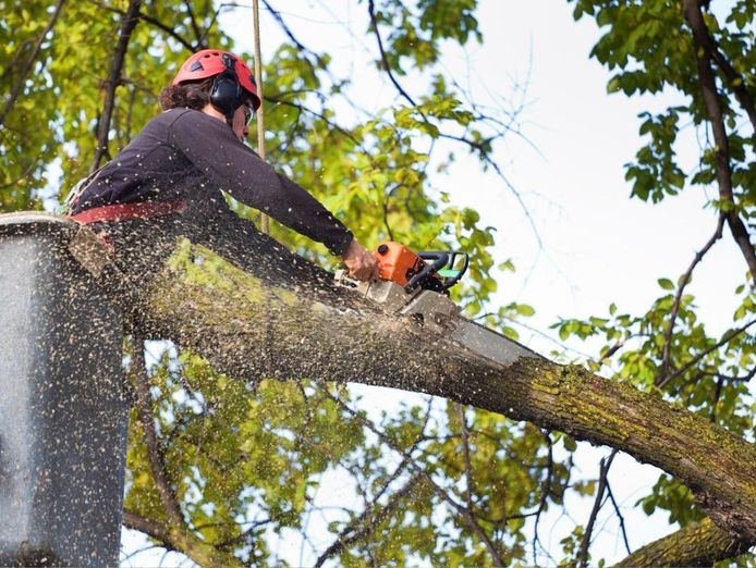 highly-profitable-tree-servicing-amp-arborist-business-qld-2