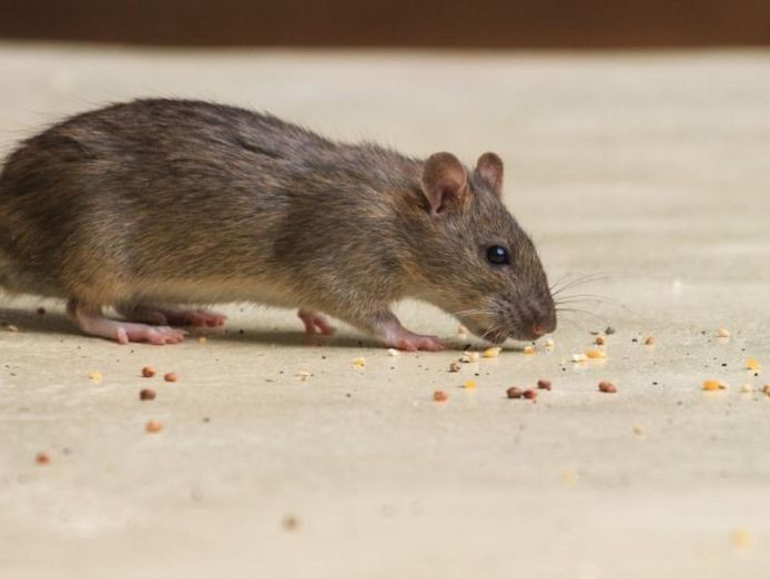 bespoke-pest-control-business-victorian-high-country-north-eastvictoria-2