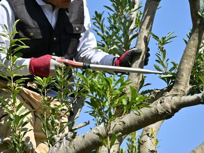 under-contract-high-performing-arborist-business-1m-revenue-400k-ebit-2