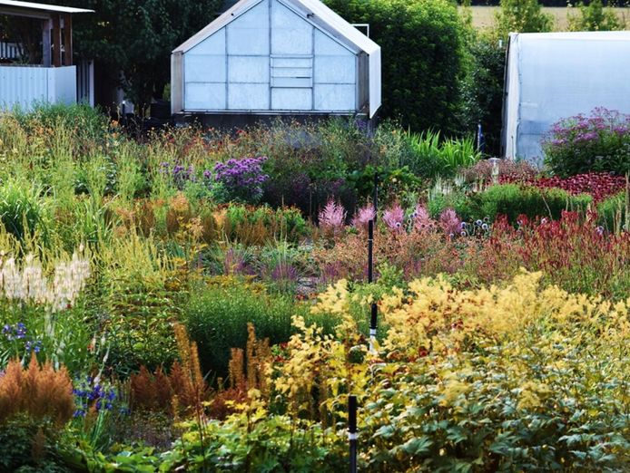 wholesale-amp-retail-nursery-established-perennials-nursery-opportunity-vi-5