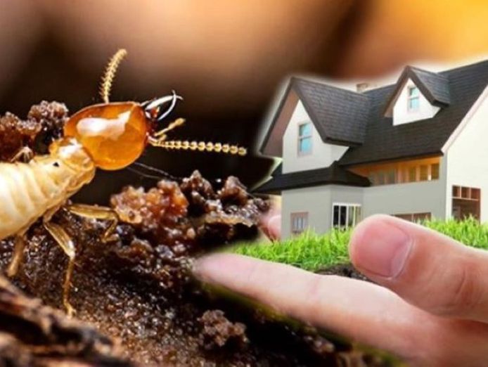 termite-prevention-business-simplicity-itself-to-operate-50-return-on-reve-1