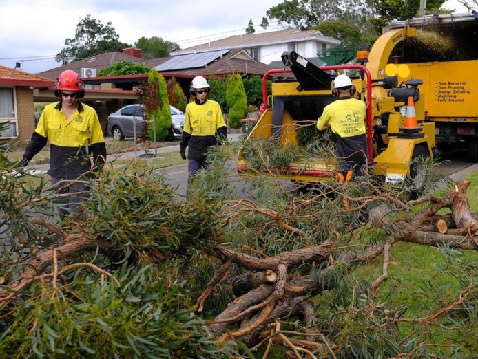 jim-39-s-tree-lopping-0