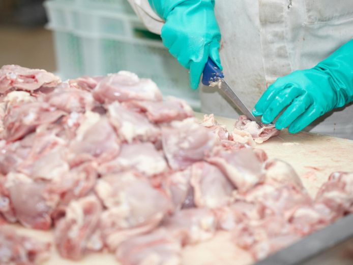 fresh-meat-processing-amp-distribution-business-2