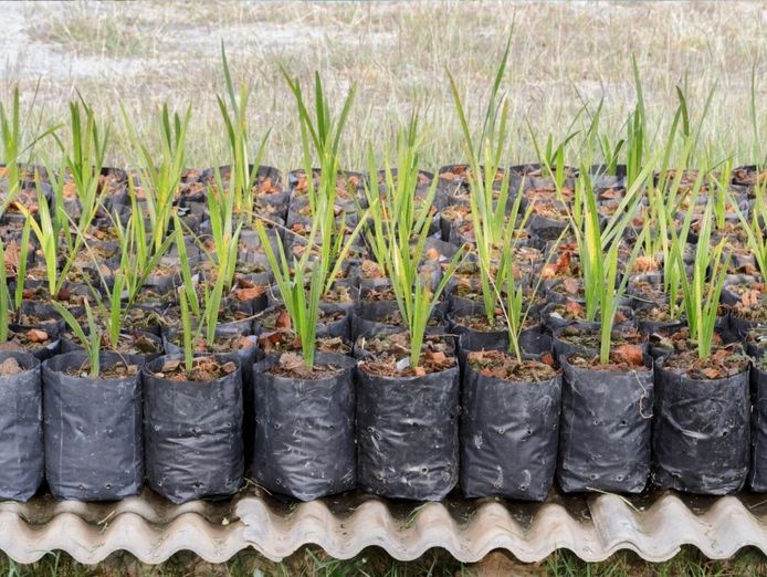 exotic-wholesale-nursery-sunshine-coast-proj-profit-344-750-1