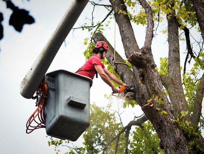 highly-profitable-tree-servicing-amp-arborist-business-qld-0