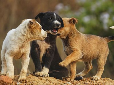 profitable-puppy-breeding-business-waitlist-to-2028-1