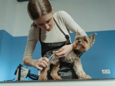 must-sell-mobile-dog-wash-amp-grooming-brisbane-northside-2