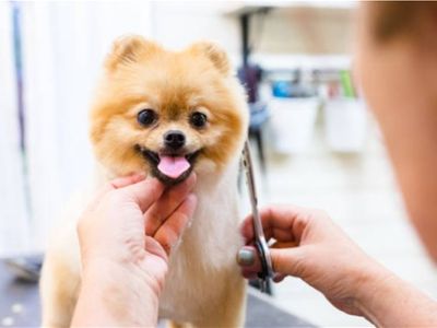 price-reduced-mobile-dog-wash-amp-grooming-brisbane-northside-1