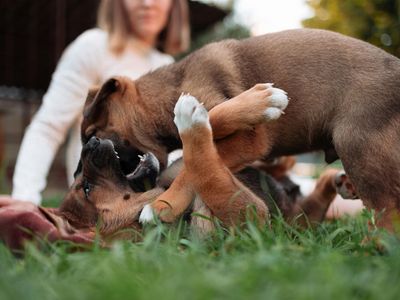 profitable-puppy-breeding-business-waitlist-to-2028-2
