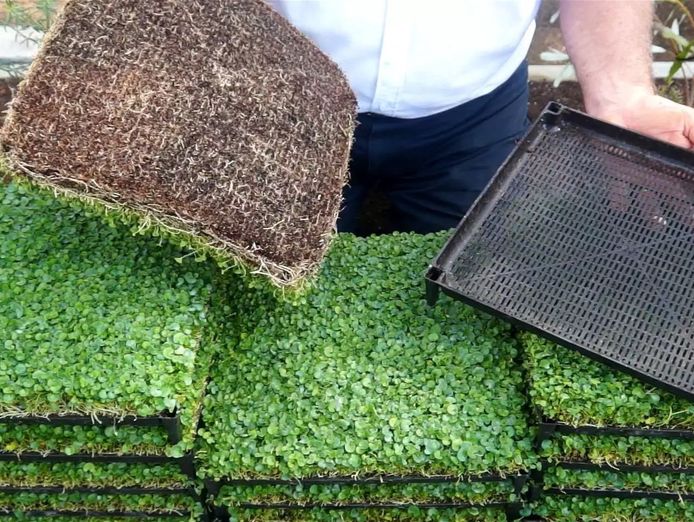 production-nursery-amp-freehold-0