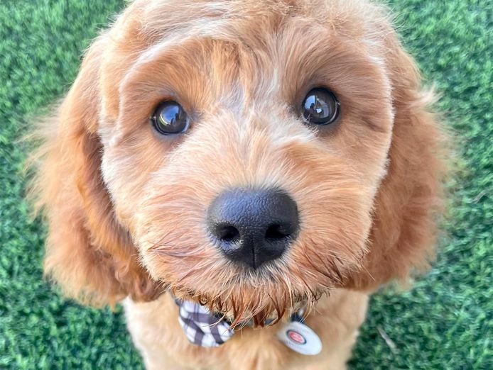 profitable-dog-breeding-business-waitlist-to-2028-0