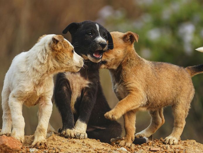 profitable-puppy-breeding-business-waitlist-to-2028-1