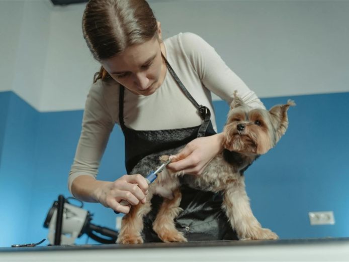 must-sell-mobile-dog-wash-amp-grooming-brisbane-northside-2