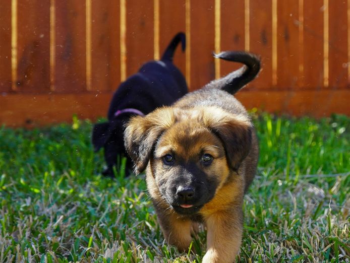 profitable-puppy-breeding-business-waitlist-to-2028-0
