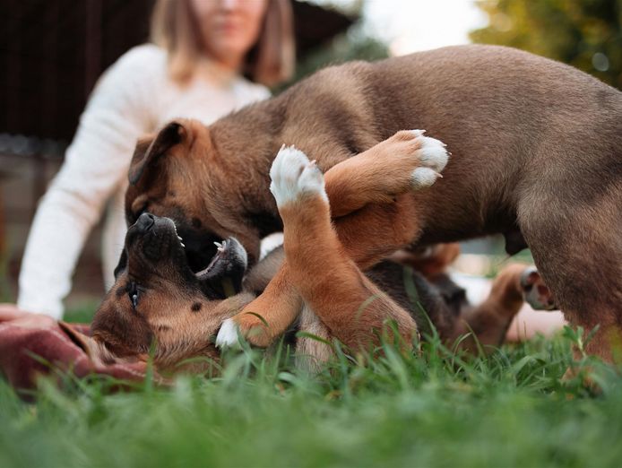 profitable-puppy-breeding-business-waitlist-to-2028-2