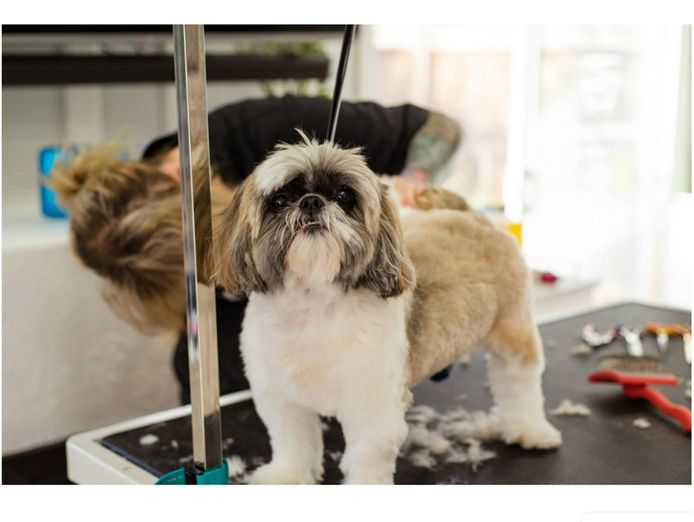 premium-mobile-dog-grooming-business-brisbane-north-0