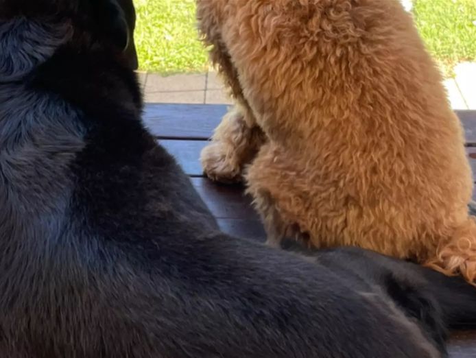 premier-pet-care-business-that-isn-39-t-a-kennel-0