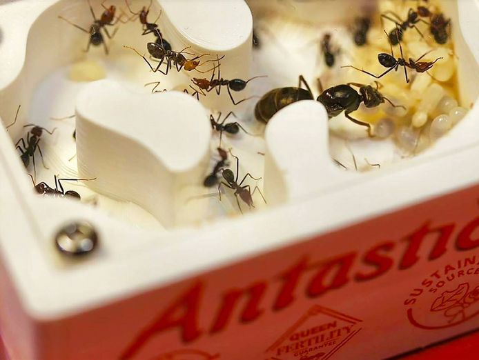 australias-premier-online-retailer-for-ant-enthusiasts-0