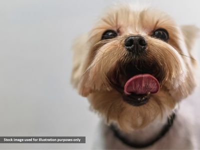 exclusive-dog-grooming-salon-10-mins-from-the-cbd-0