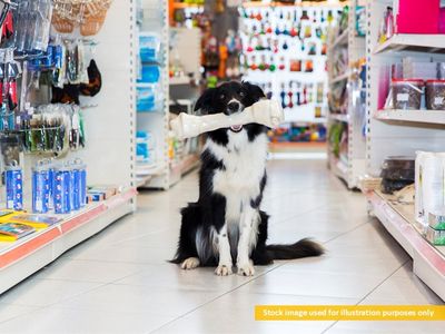 easy-to-run-pet-accessories-store-0