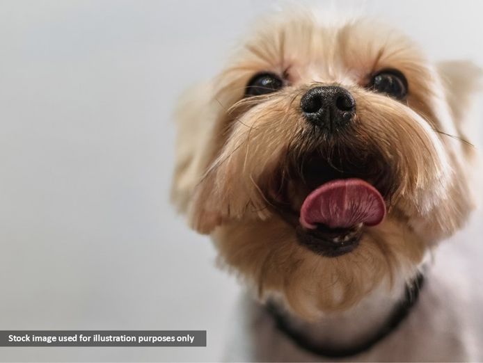 exclusive-dog-grooming-salon-10-mins-from-the-cbd-0