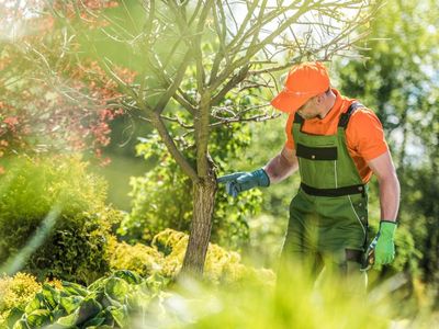 funded-qld-arboriculture-rto-scope-students-systems-ready-to-scale-ref-1532-4