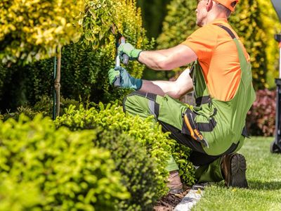 funded-qld-arboriculture-rto-scope-students-systems-ready-to-scale-ref-1532-1