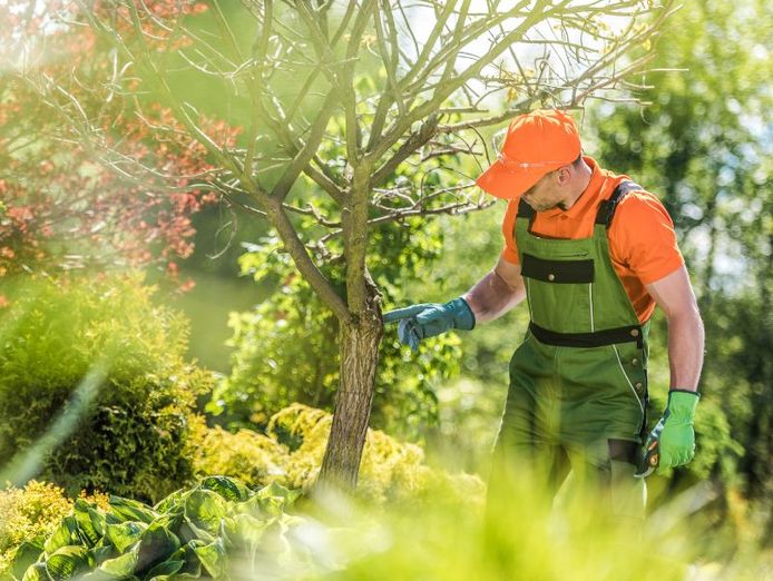 funded-qld-arboriculture-rto-scope-students-systems-ready-to-scale-ref-1532-4
