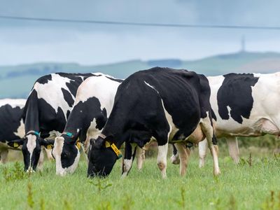 leading-dairy-farming-enterprise-seeks-investors-for-growth-opportunity-2
