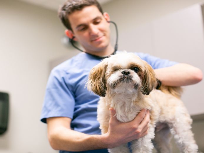 Profitable Vet For Sale in Regional SA in Regional SA SA SEEK Business