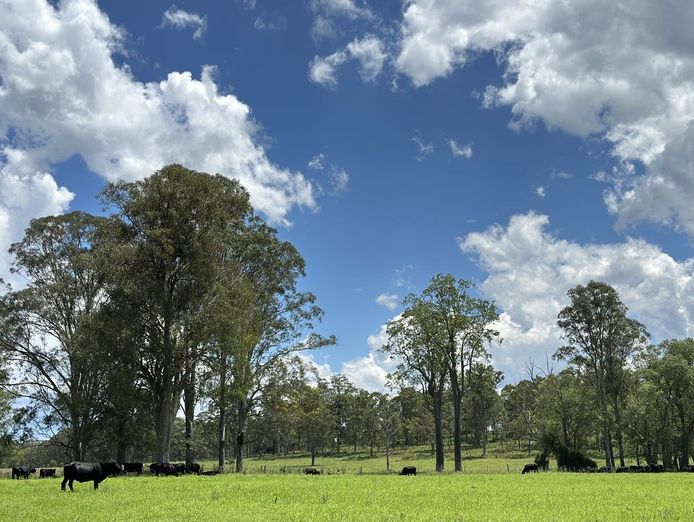 working-partners-wholesale-investors-wanted-nsw-dairy-conversion-get-involved-2