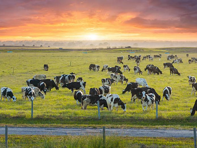 leading-dairy-farming-enterprise-seeks-investors-for-growth-opportunity-1