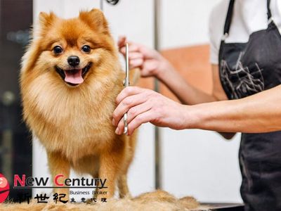 pet-grooming-gardenvale-1p10832-0