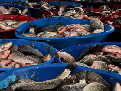 gourmet-seafood-production-supplier-5837-1