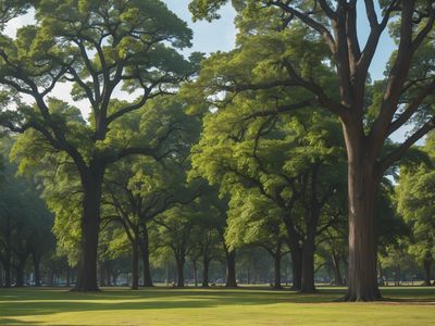 arboricultural-consultancy-company-southeast-qld-5781-1