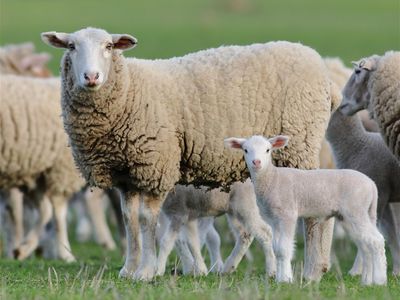 australia-39-s-progressive-amp-innovative-meat-exporters-5875-1