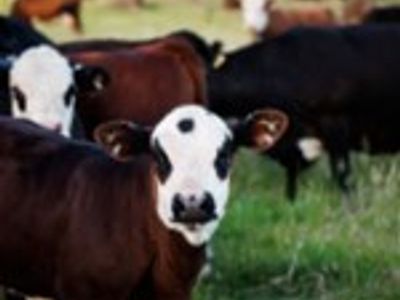australia-39-s-progressive-amp-innovative-meat-exporters-5875-2
