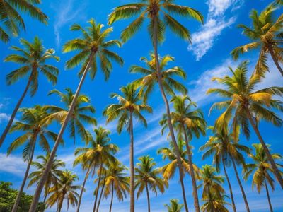 arboricultural-consultancy-company-southeast-qld-5781-2