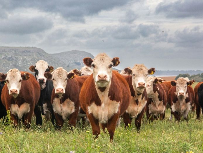 australia-39-s-progressive-amp-innovative-meat-exporters-5875-0