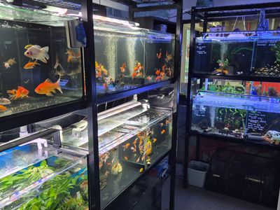 pet-shop-for-sale-priced-to-sell-4