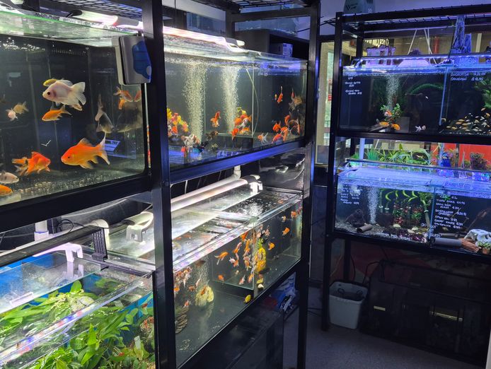 pet-shop-for-sale-priced-to-sell-4