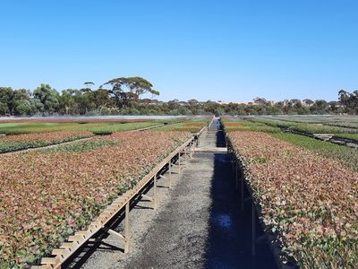 exceptional-production-tree-seedling-nursery-21-hectare-property-with-2-houses-1