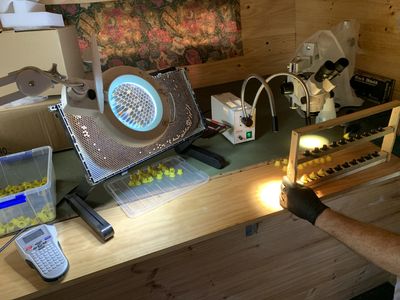 asset-based-small-scale-commercial-beekeeping-opportunity-for-sale-2