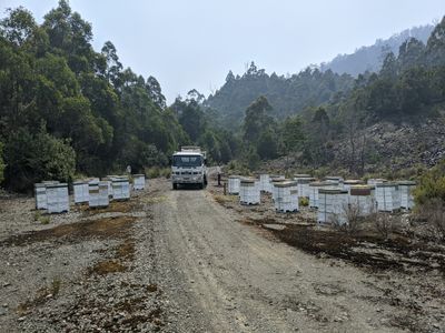 asset-based-small-scale-commercial-beekeeping-opportunity-for-sale-8