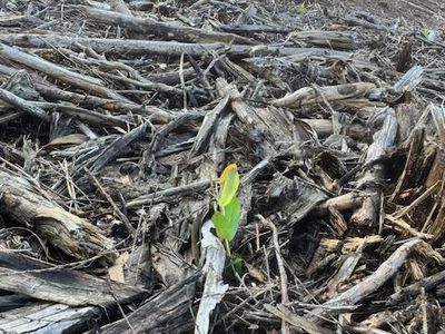 g-amp-s-plantation-services-pty-ltd-0