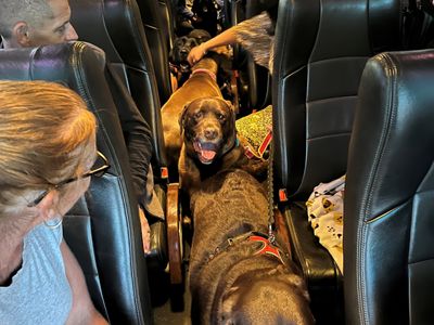 pooch-n-peeps-2